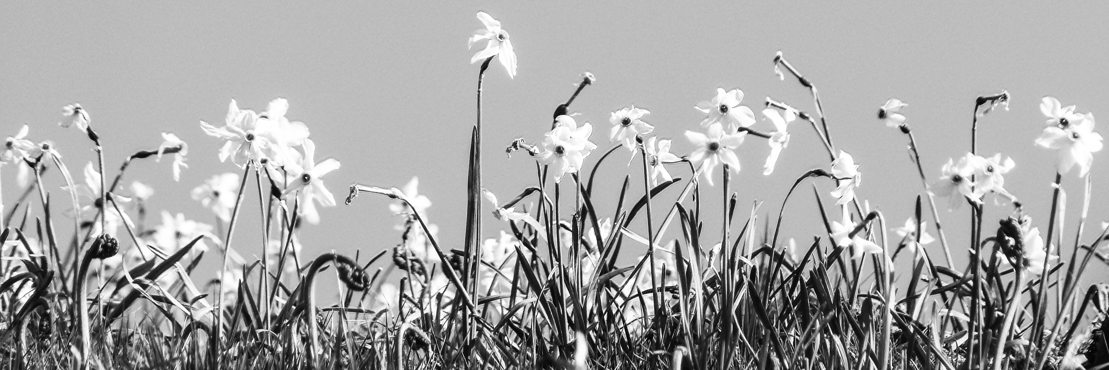 fiori di campo